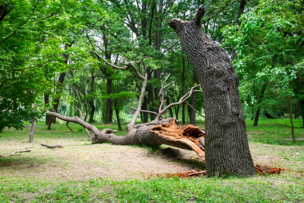 Best Tree Trimming and Pruning  in Herlong, CA