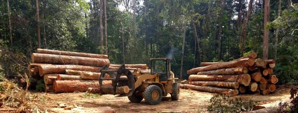 Reliable Herlong, CA Tree Care Solutions