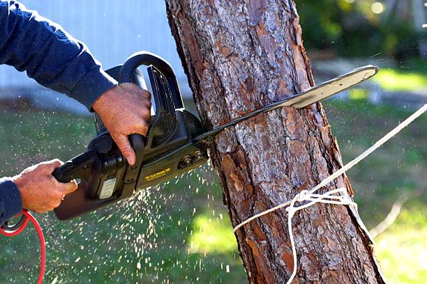 Trusted Herlong, CA Tree Care Experts