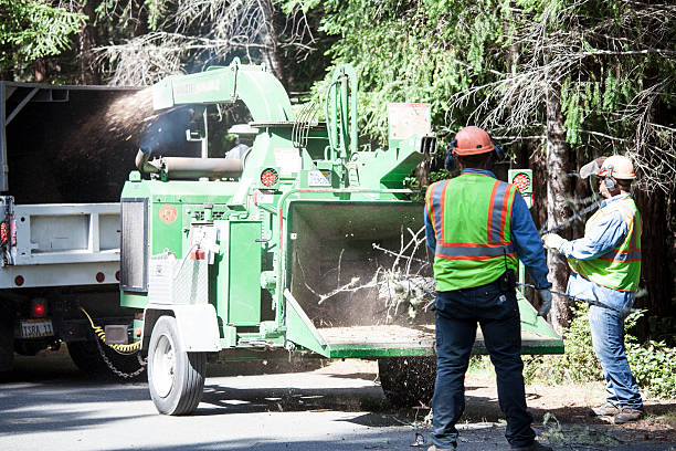 Best Tree Removal  in Herlong, CA