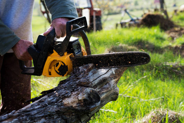 How Our Tree Care Process Works  in  Herlong, CA