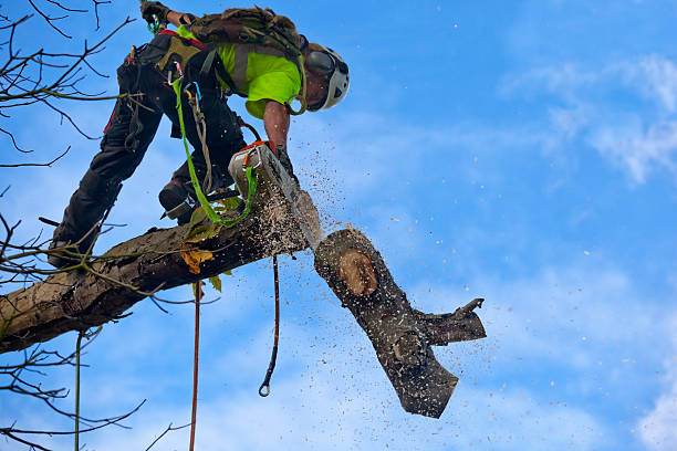 Best Tree Fertilization  in Herlong, CA